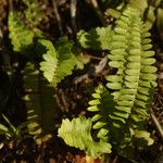 Nephrolepis brownii Lapas