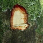 Grossera paniculata Bark