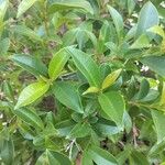 Syzygium paniculatumFuelha