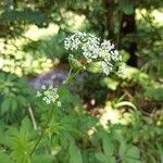 Chaerophyllum aromaticumപുഷ്പം