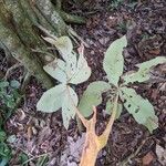 Myrianthus arboreus Leaf