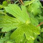 Geranium phaeum পাতা