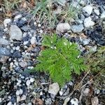 Artemisia annua Blatt