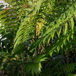 Ailanthus altissima Blatt