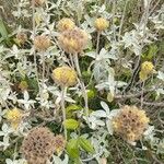 Phlomis fruticosa叶