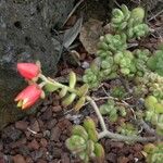 Echeveria macdougallii Habitus