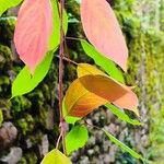 Cornus amomum Blatt