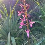 Orchis anatolica 花