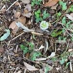 Trifolium repens Kukka