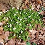 Anemonoides nemorosa Habitatea