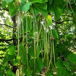 Catalpa ovata Owoc