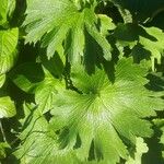 Ranunculus cortusifolius Leaf