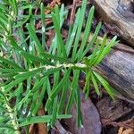 Abies holophylla List