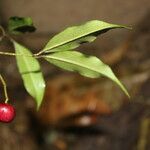 Eugenia oerstediana Leaf