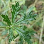 Potentilla argentea Liść