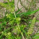 Lepidium didymum Flower