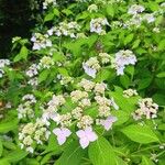 Hydrangea serrataफूल