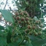 Hedera helix Плод