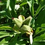 Paeonia officinalis Fruit