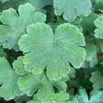 Geranium renardii Leaf