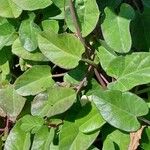 Ipomoea imperati Leaf