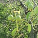 Helinus integrifolius Fruit