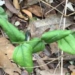 Coriaria myrtifolia Hoja