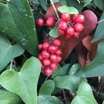 Smilax aspera Плод