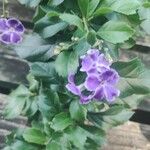 Duranta erectaInny