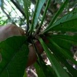 Siparuna pachyantha Leaf