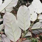 Diospyros bipindensis Лист