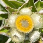 Helichrysum foetidum Blüte