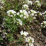 Draba hyperborea Habit