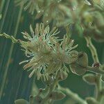 Adonidia merrillii फूल