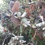 Banksia praemorsa Bark