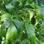 Fraxinus angustifoliaഇല