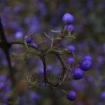Callicarpa dichotoma Kabuk