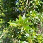 Rubia fruticosa Hoja