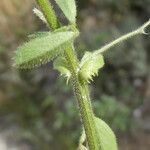 Medicago scutellata Hoja