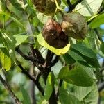 Staphylea pinnata Mbuma