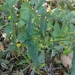 Solidago caesia برگ