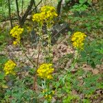 Erysimum virgatum Fleur