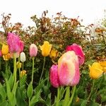 Tulipa gesneriana Çiçek