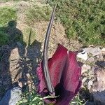Amorphophallus konjac Květ