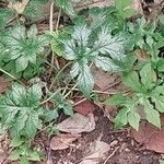 Dorstenia contrajerva Folha