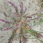 Suaeda spicata Libunga