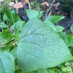 Ageratina adenophora Лист