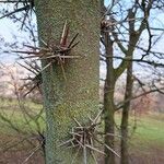 Gleditsia sinensis Bark