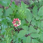 Actaea rubra 葉