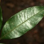 Trichilia cipo Leaf